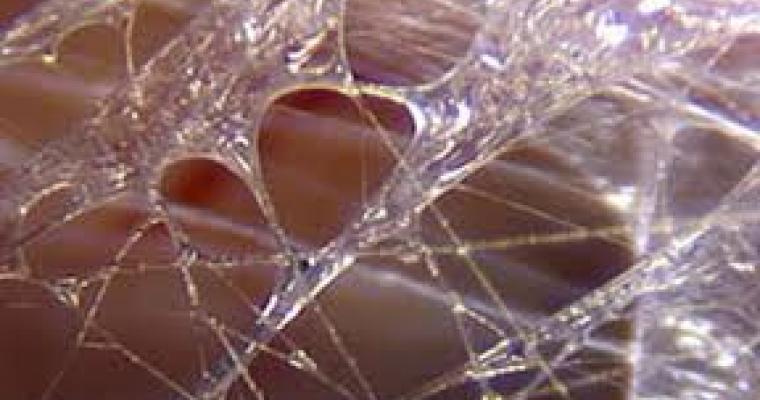 La Fascia: organo di senso.