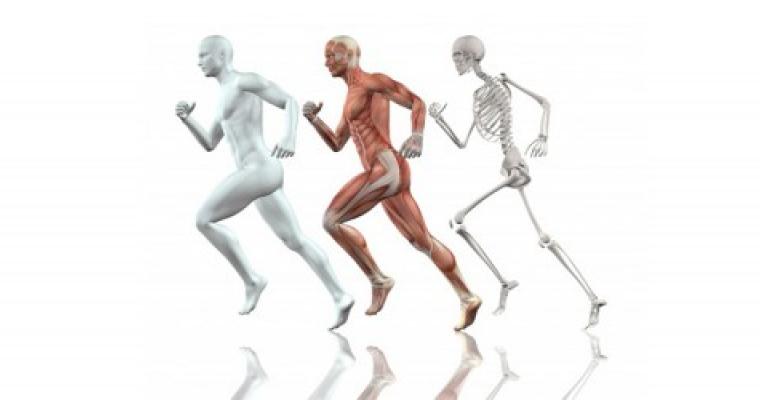 La fascia muscolare, un tessuto connettivo dalla straordinaria potenza.